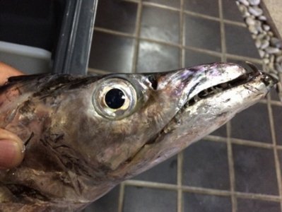 2016年 大阪湾で太刀魚が爆釣らしいので明石海峡沖へタチウオ狙いに行ってきました。