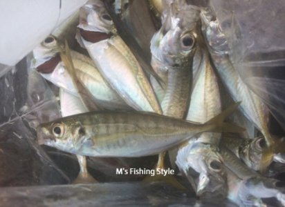 豆アジ・小アジの捌き方動画～大名おろし・造り～釣れたてを捌いて頂く！