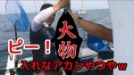 91cmの大物との緊迫のファイトシーン！落とし込みサビキ釣りで高級魚狙い！＠和歌山 勇栄丸 さん