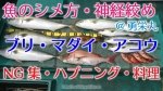 【神経締めの方法・魚のシメ方】96cmのブリ・67cmのマダイ・40cmのアコウを血抜きして神経〆にする方法＠勇栄丸