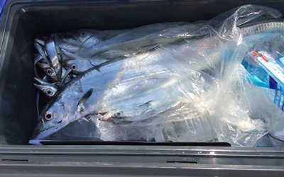 タチウオ ドラゴン 指５本以上 周りは子供サイズ？