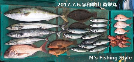 2017.7.6.落とし込みサビキ釣り釣果@勇栄丸