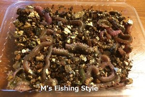 青イソメ・アオムシ・アオゴカイ・チョウセンゴカイ