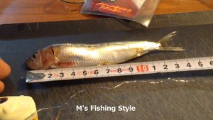 イワシ 鰯 タチウオ釣り エサ テンヤサイズ