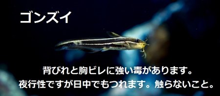 ゴンズイ 海に棲むナマズの仲間。背ビレと胸ビレに強い毒棘 危険魚
