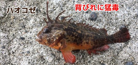 ハオコゼ 背びれに猛毒 毒魚・危険魚