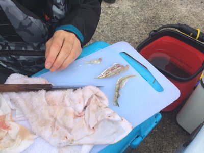 釣り場で釣れたての豆アジをその場で捌いて食べる！