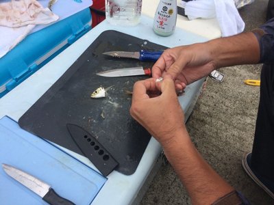 釣り場で釣れたての豆アジをその場で捌いて食べる！