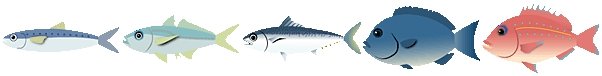 サビキ釣りで釣れる魚たち①
