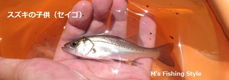 スズキ（鱸）の子供 セイゴ