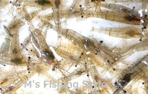 スジエビ・藻エビ