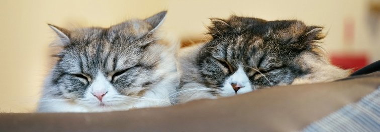 お眠り中のぬこ画像