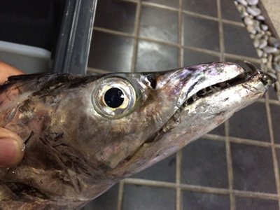 ドラゴンサイズのタチウオの頭・顔・歯