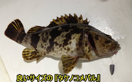 良型の『タケノコメバル』が釣れた！