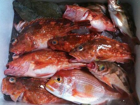 カサゴ メバル キダイ カレイ コムギ 